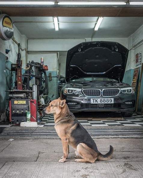 《車庫犬》荷蘭攝影師Marcel Heijnen鏡頭下守護家園的汪星人們