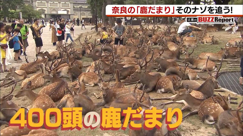 《奈良公園鹿群研究》為什麼大家喜歡聚在博物館?原來跟上班族心態很相似…… 《奈良公園鹿群研究》為什麼大家喜歡聚在博物館?原來跟上班族心態很相似……