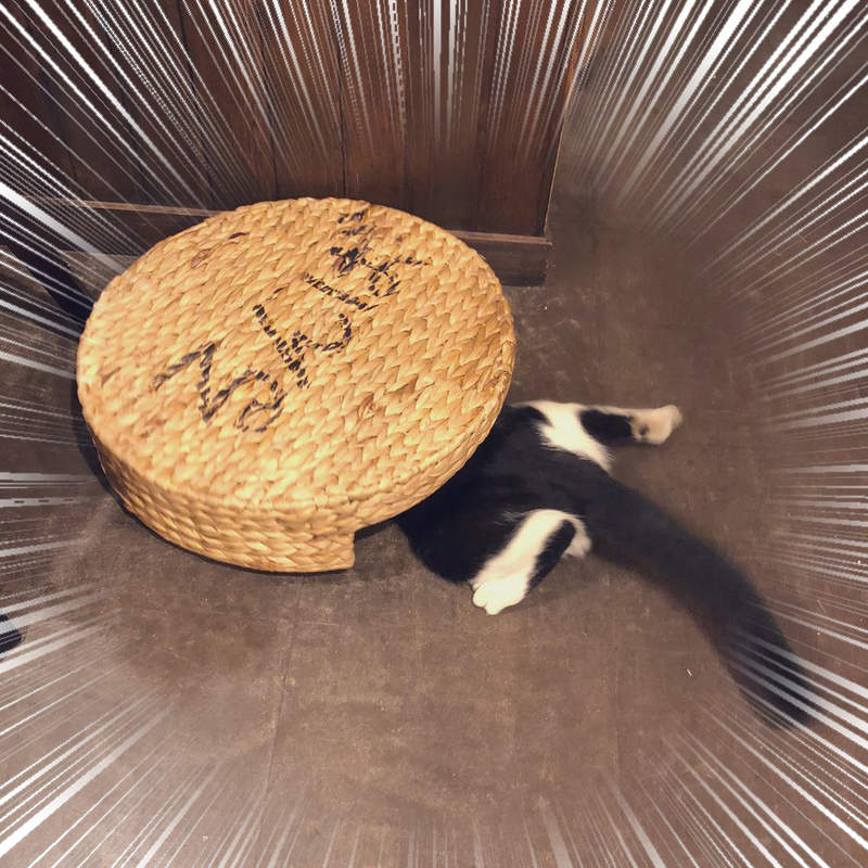 超強吸力《吸貓專用掃地機器人》凡是名為貓的物種經過都會自己塞進去ww 超強吸力《吸貓專用掃地機器人》凡是名為貓的物種經過都會自己塞進去ww