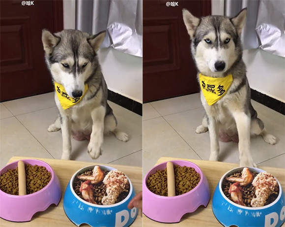 吃飯了選左邊右邊《在愚人節這天被騙到的狗》透過螢幕這哈士奇無奈的表情充份的表現出來了 吃飯了選左邊右邊《在愚人節這天被騙到的狗》透過螢幕這哈士奇無奈的表情充份的表現出來了