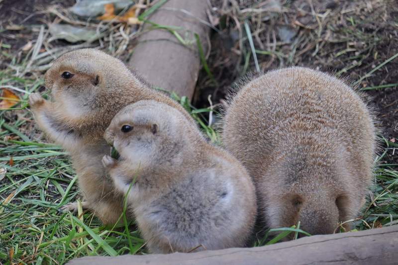 上野動物園《胖嘟嘟的黑尾土撥鼠》像小雞一樣的圓滾滾身材在推民間爆紅 上野動物園《胖嘟嘟的黑尾土撥鼠》像小雞一樣的圓滾滾身材在推民間爆紅
