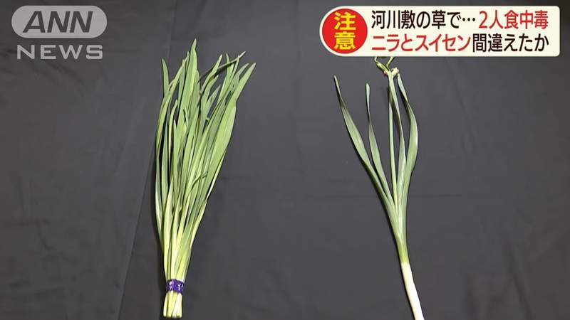 《誤把水仙當韭菜》日本食物中毒事件頻傳 路邊的植物不要隨便撿來吃……