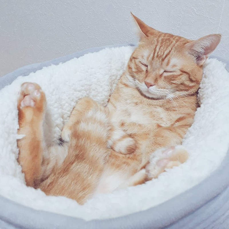 熱賣的預感？《貓的泡泡浴》明明是貓床卻像喵在浴缸裡睡去ww