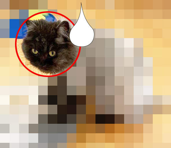 幫毛小孩修毛結果變成《手風琴貓》老爸表示原本是想弄個老虎斑紋的造型XDD 幫毛小孩修毛結果變成《手風琴貓》老爸表示原本是想弄個老虎斑紋的造型XDD