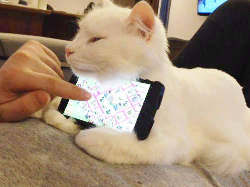 日本節目調查《動物可以滑手機嗎》貓肉球歹就補但找來一匹馬這樣真的沒問題嗎(ʘᗩʘ’)