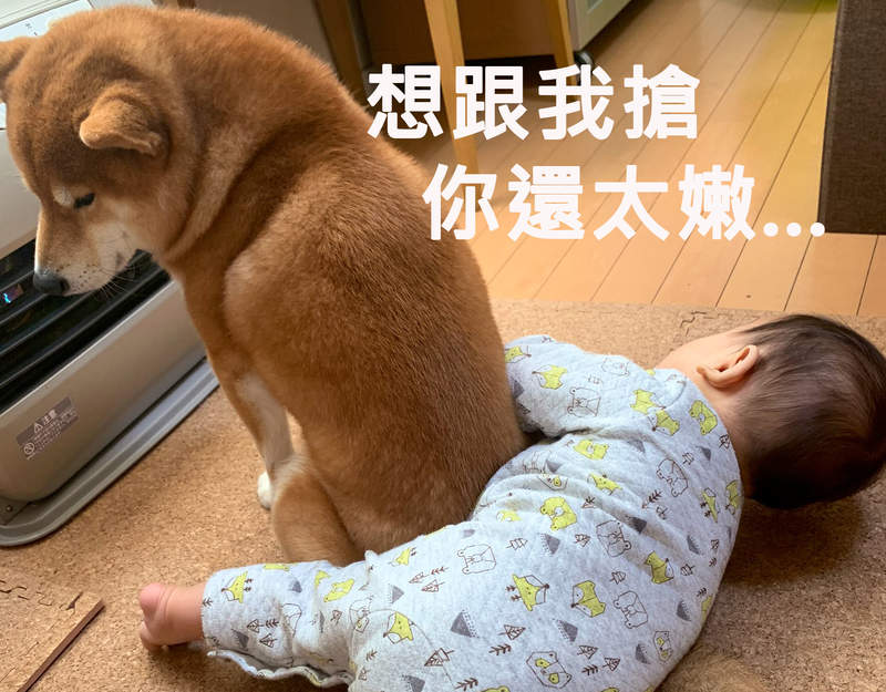 《柴犬與小孩的暖爐之爭》面對一旁可愛的小弟,柴柴還是選擇了暖爐... 《柴犬與小孩的暖爐之爭》面對一旁可愛的小弟,柴柴還是選擇了暖爐...