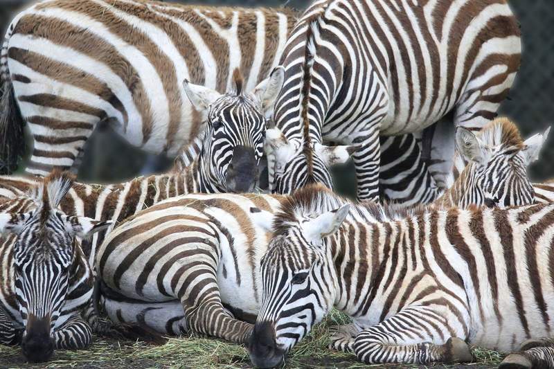 來自動物園的挑戰《超難解斑馬猜謎》求照片中有幾隻斑馬? 來自動物園的挑戰《超難解斑馬猜謎》求照片中有幾隻斑馬?
