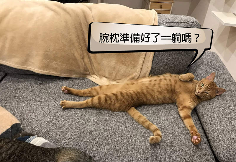 2019年3月《推特上的人氣貓推文》這裡有現成的腕枕~要來躺嗎ฅ•ω•ฅ 2019年3月《推特上的人氣貓推文》這裡有現成的腕枕~要來躺嗎ฅ•ω•ฅ