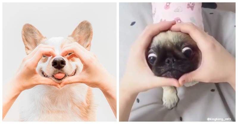 考驗你們的默契《圈鼻子挑戰》在狗面前擺出一個圈 他會有什麼反應? 考驗你們的默契《圈鼻子挑戰》在狗面前擺出一個圈 他會有什麼反應?