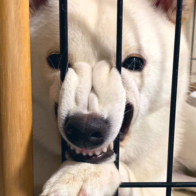 我家狗超奇怪《狗狗怪癖》難道鼻子卡進護欄裡會比較舒服嗎？...