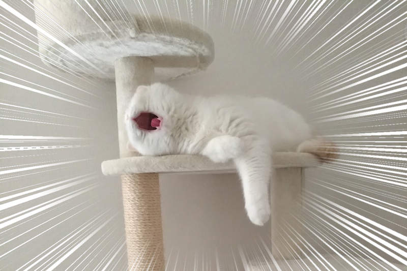 《貓塔上驚見不明生物》再次印證貓打哈欠會秒變惡魔的定理... 《貓塔上驚見不明生物》再次印證貓打哈欠會秒變惡魔的定理...