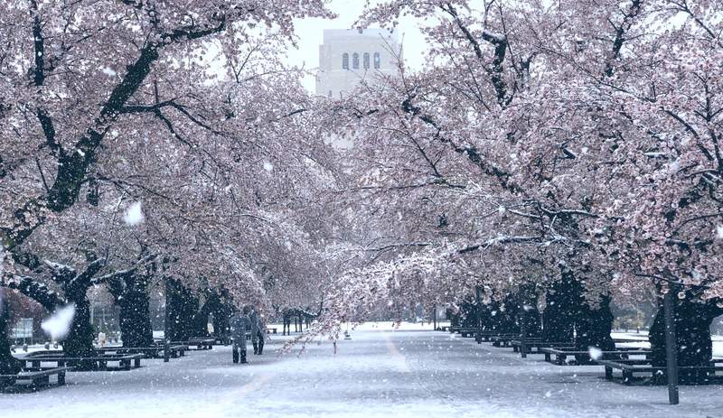 肺炎疫情下的奇蹟美景《東京出現櫻花雪》櫻花滿開後的積雪美景,或許一生就這麼一次... 肺炎疫情下的奇蹟美景《東京出現櫻花雪》櫻花滿開後的積雪美景,或許一生就這麼一次...