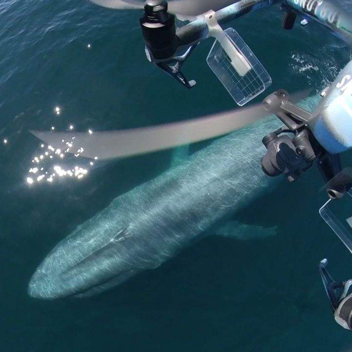 直擊！《生態學家用無人機拍攝鯨魚噴水畫面》哈補啾~我一直在想那個是不是噴嚏(誤)