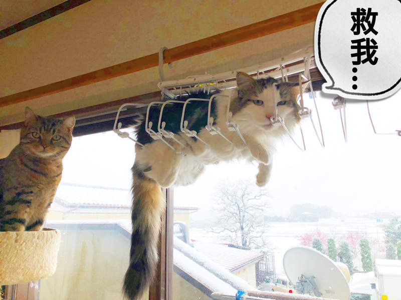 《受困高處的貓咪》我想聽你好好解釋，是怎麼樣把自己卡進衣架裡的...ww