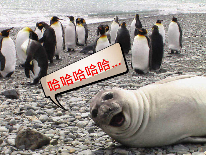 會讓大腦不斷覺得《海豹在哈哈哈哈哈》笑的組圖,我看了三遍都這樣...有魔性XD 會讓大腦不斷覺得《海豹在哈哈哈哈哈》笑的組圖,我看了三遍都這樣...有魔性XD
