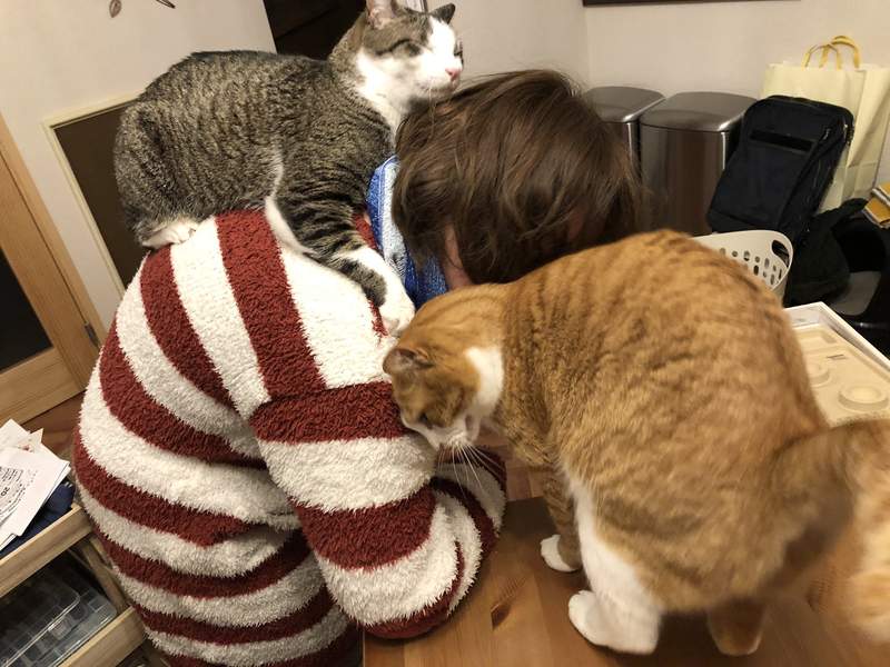 飼主才懂《在家工作的辛酸》在外對抗肺炎病毒,回家防範寵物搗亂...(苦笑) 飼主才懂《在家工作的辛酸》在外對抗肺炎病毒,回家防範寵物搗亂...(苦笑)