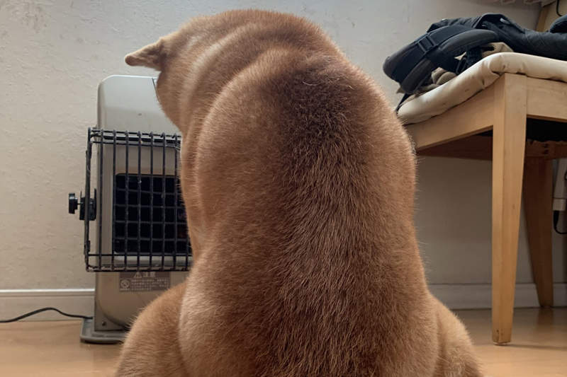 暖爐解禁《最愛暖爐的柴犬》霸佔暖爐搖滾區的獨特取暖姿勢笑翻15萬網友ww 暖爐解禁《最愛暖爐的柴犬》霸佔暖爐搖滾區的獨特取暖姿勢笑翻15萬網友ww