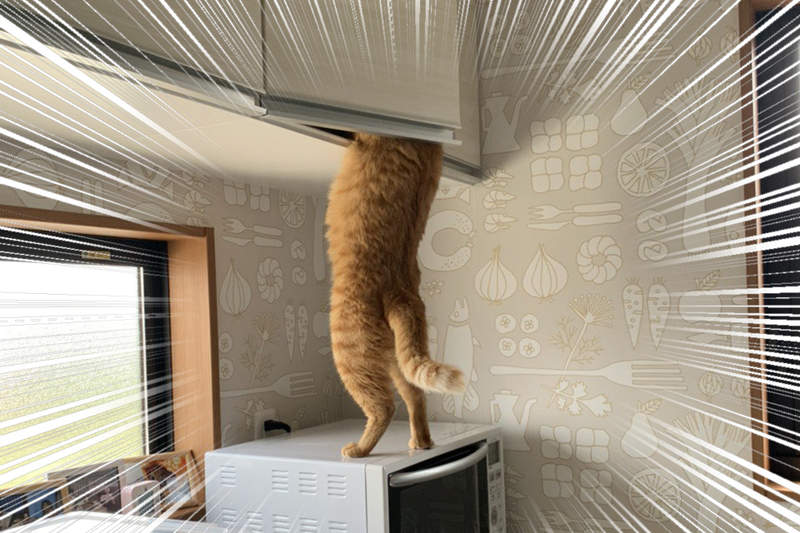 《貓的犯罪現場》人類自以為安全的地方,輕輕鬆鬆就被貓小偷破解ww 《貓的犯罪現場》人類自以為安全的地方,輕輕鬆鬆就被貓小偷破解ww