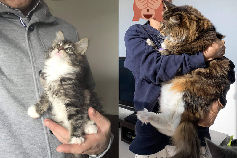 這是同一隻貓《小貓的成長》推特浮上熱門tag，讓你見證成長前後的反差有多大❤