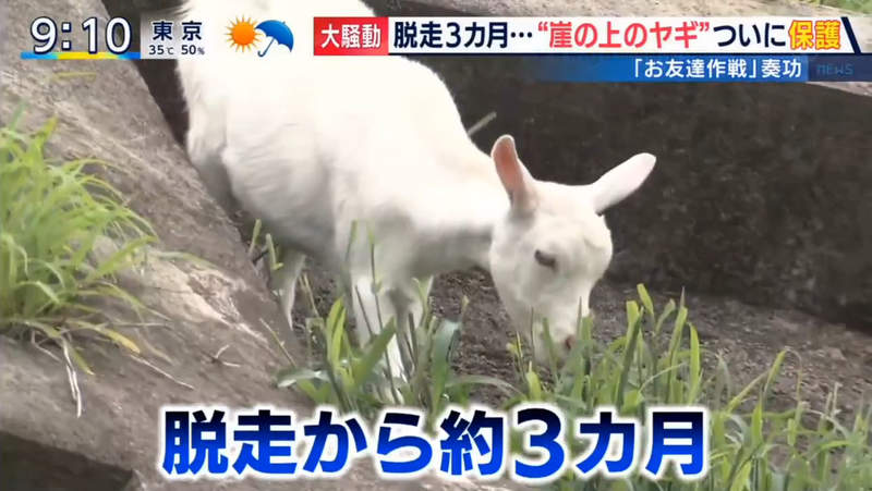 《崖上的山羊抓到了》朋友大作戰成功引誘「波妞」 三個月的混亂終於畫下句點