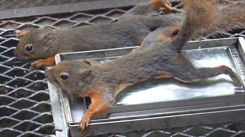【有片】《松鼠的冷水澡》園方為松鼠準備的消暑對策，怎麼有種烤物的構圖感（欸）