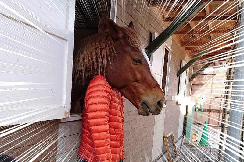 奇蹟一瞬間《老婆拍到老公變馬臉》比馬頭面具更真實的馬面人生就此展開...(誤) 奇蹟一瞬間《老婆拍到老公變馬臉》比馬頭面具更真實的馬面人生就此展開...(誤)