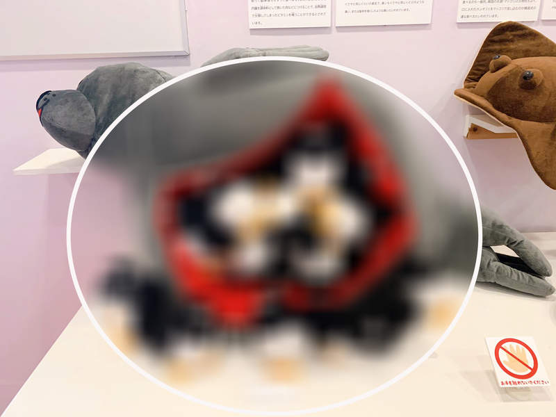 世界惡臭食物《醃海雀》博物館裡海雀塞滿海豹肚子發酵的展示方式引發推特瘋傳