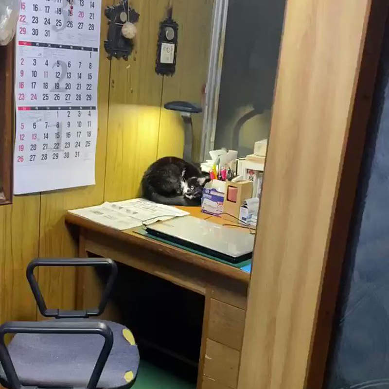 《貓的恐怖現象》無人房間裡檯燈閃不停的怪奇現象，果然又是喵幹的好事...