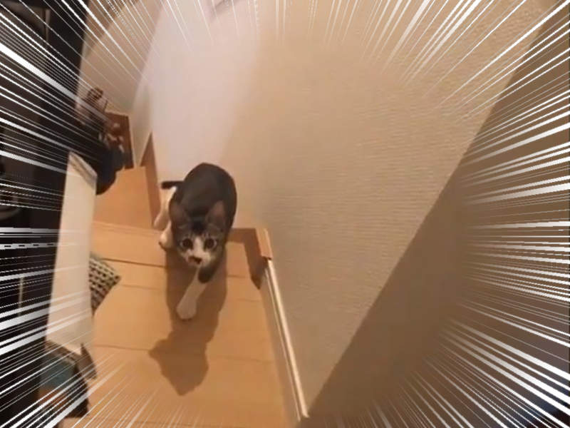 【有片】《貓的123木頭人》拉開窗簾瞬間就靜止不動，成功學會玩法的天才貓咪❤