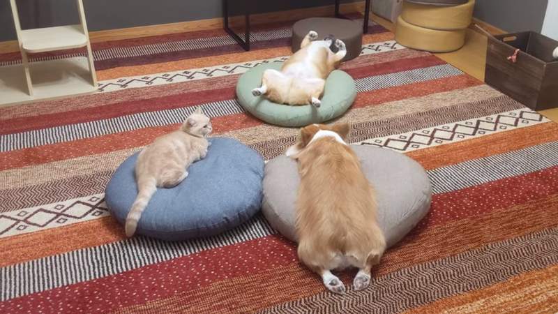 【有片】飼主驚見《毛孩們的詭異儀式》2隻柯基+1隻貓的魅惑睡姿再次俘虜推民的心❤ 【有片】飼主驚見《毛孩們的詭異儀式》2隻柯基+1隻貓的魅惑睡姿再次俘虜推民的心❤