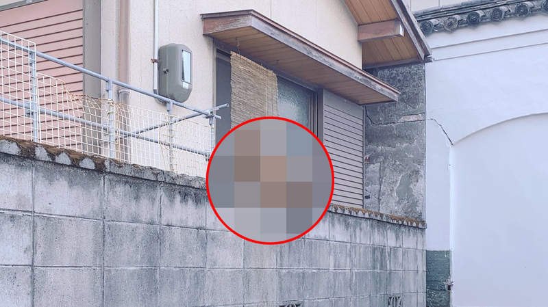 快看那裏有隻貓《動物版威利在哪裡》抱歉!看錯了原來那是一隻... 快看那裏有隻貓《動物版威利在哪裡》抱歉!看錯了原來那是一隻...