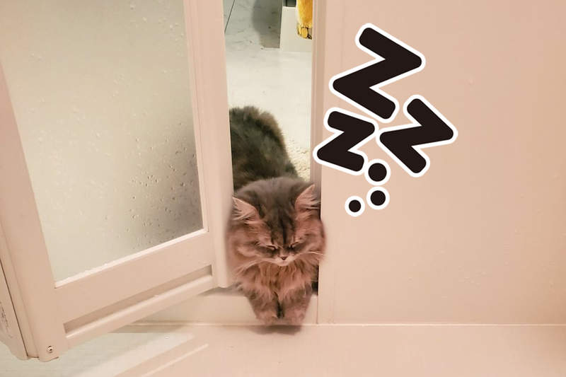 尊死《被門夾著睡著的貓咪》明明是來浴室偷看主人,竟然直接睡去的超萌跟蹤狂❤ 尊死《被門夾著睡著的貓咪》明明是來浴室偷看主人,竟然直接睡去的超萌跟蹤狂❤