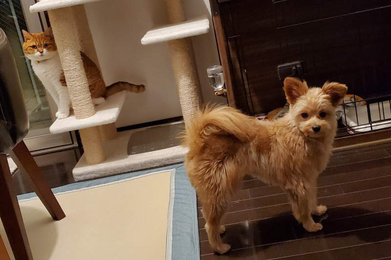 你怎麼還在這?《肺炎疫情沒出門的結果》寵物天天看你在家也覺得膩惹...ww 你怎麼還在這?《肺炎疫情沒出門的結果》寵物天天看你在家也覺得膩惹...ww