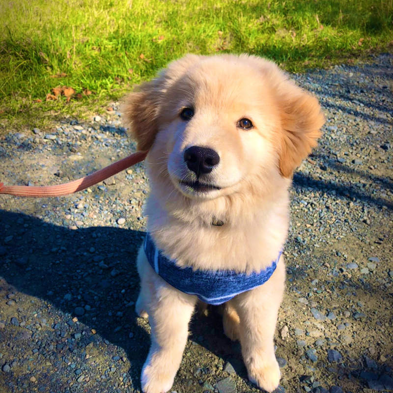 《混了秋田血統的黃金獵犬》有如剪了日本妹妹頭一般的可愛外型讓狗狗爆紅❤