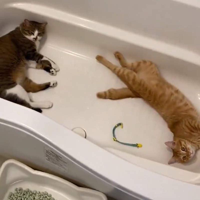 《被貓佔領的浴室》受到主子喜愛而完全失去功能的浴室，原來一切都是天氣所致？