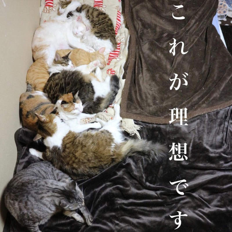 《14隻貓的理想睡法》緊貼彼此的同時還不忘確保飼主位置，只可惜現實往往不是這麼回事...