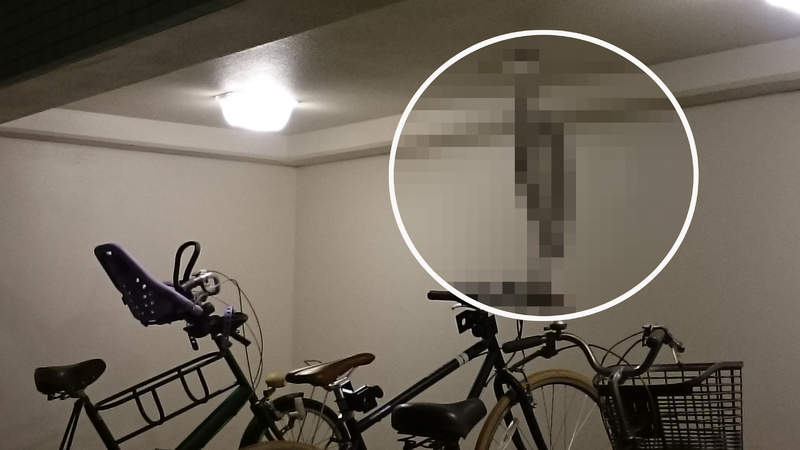 《停車場珍奇事件簿》腳踏車上停著一隻鳥，但這大小跟我想的不一樣啊...