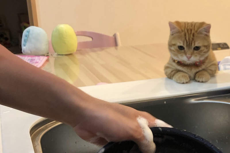 《監督洗碗的貓咪》原本麻煩的清洗作業，竟然因為多了觀眾而不再覺得苦( ´͈ ᗨ `͈ )