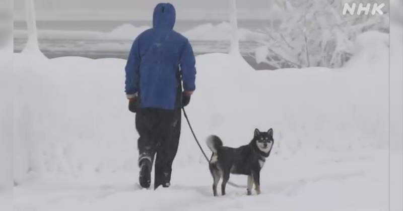 吐槽不可避《NHK的大雪新聞片段》看完只感受到柴犬無論天候都要出門散步的堅持ww
