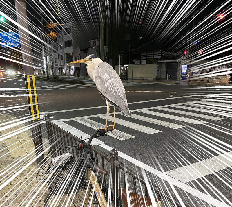 我想回家《被鳥佔領的腳踏車》不走開就是不走開，遇到這種惡霸該如何是好...