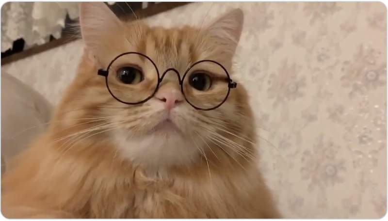 大創《寵物專用眼鏡》專為貓狗設計的造型眼鏡,戴上瞬間變成文青貓咪❤ 大創《寵物專用眼鏡》專為貓狗設計的造型眼鏡,戴上瞬間變成文青貓咪❤