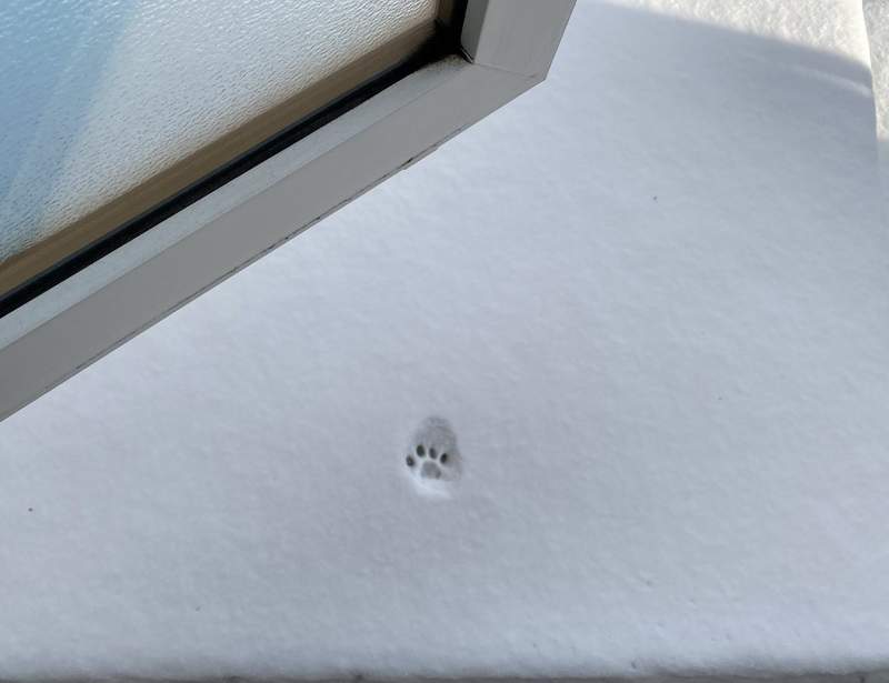 《冷到放棄外出的貓咪》雪地裡的一個腳印，意外換來100萬推民按讚( ´͈ ᗨ `͈ )