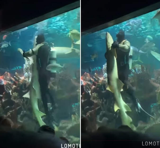 來跳舞吧《潛水員與鯊魚在水族館內的熱舞》所有人都看著水族箱裡在放閃XD