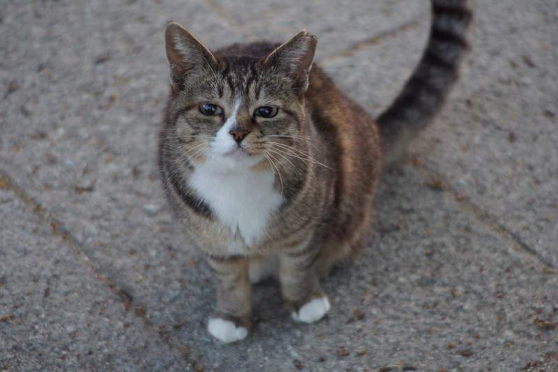裡面有人嗎？《貓的眼神》彷彿自己會被完全看透的靈性眼神，到底想表達些什麼？