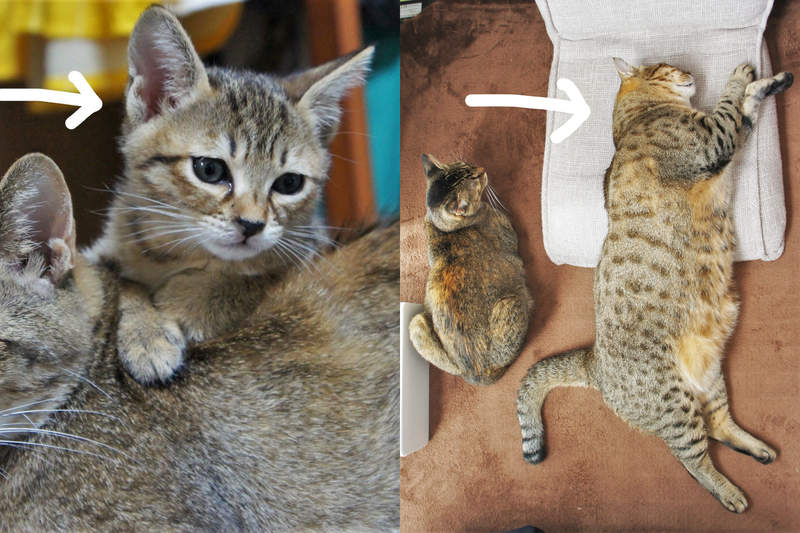 前後判若兩貓《貓的成長》當初趴在母貓身上的孩子，3年後竟然變這樣...(⊙＿⊙)