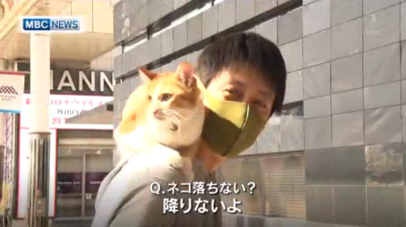 《在肩膀上不下來的貓》新聞報導肺炎停業的慘況 帶貓散步的路人吸走所有目光