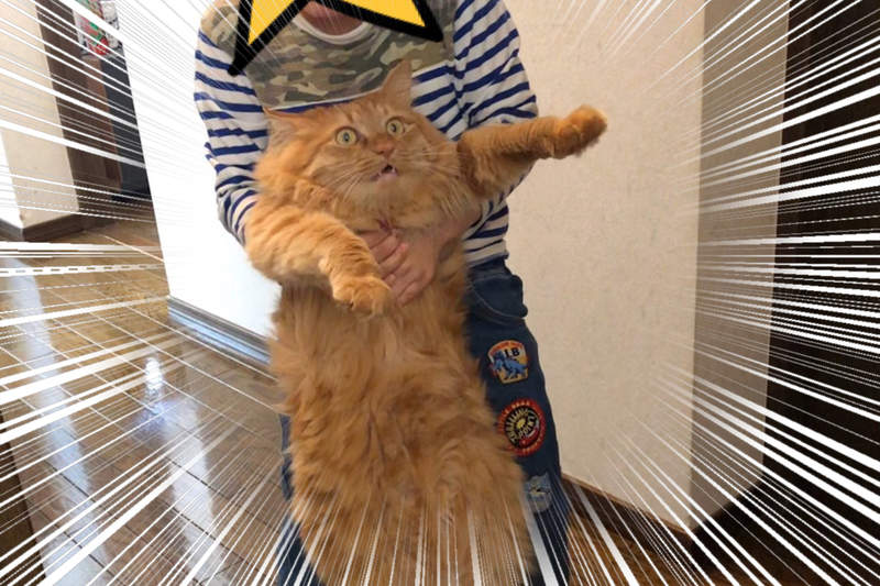 《貓的絕望一瞬間》到底遭受什麼打擊才能讓貓露出彷彿世界末日般的絕望表情?... 《貓的絕望一瞬間》到底遭受什麼打擊才能讓貓露出彷彿世界末日般的絕望表情?...