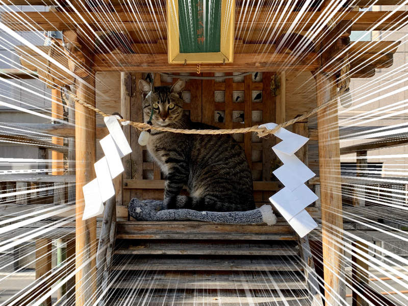 《神社參拜驚見貓神顯靈》請保佑我今年有很多貓可以吸,被很多肉球踩(?) 《神社參拜驚見貓神顯靈》請保佑我今年有很多貓可以吸,被很多肉球踩(?)