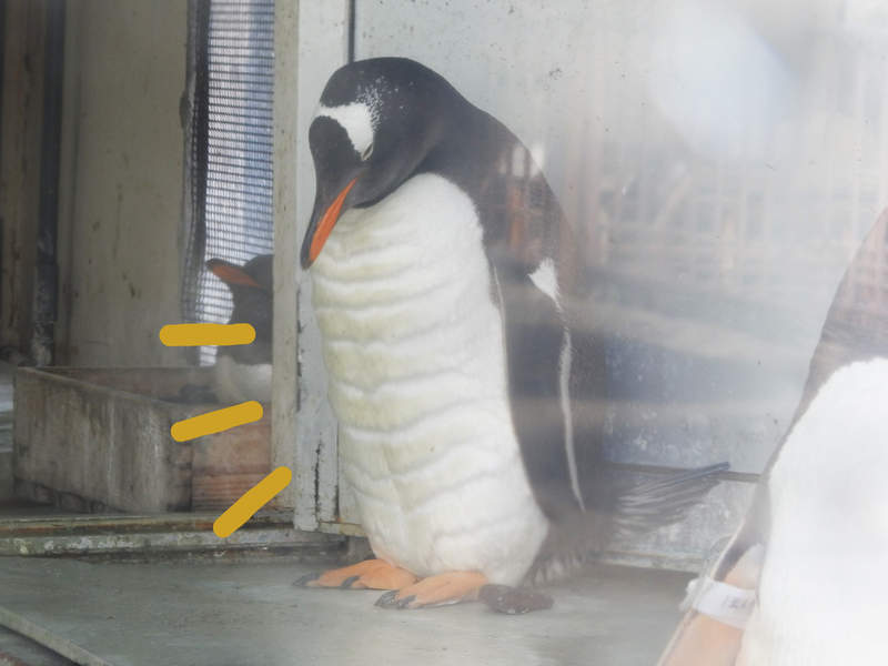 休園中的水族館驚見《腹肌企鵝》難道是防疫期間太閒不小心鍛鍊出的結果? 休園中的水族館驚見《腹肌企鵝》難道是防疫期間太閒不小心鍛鍊出的結果?
