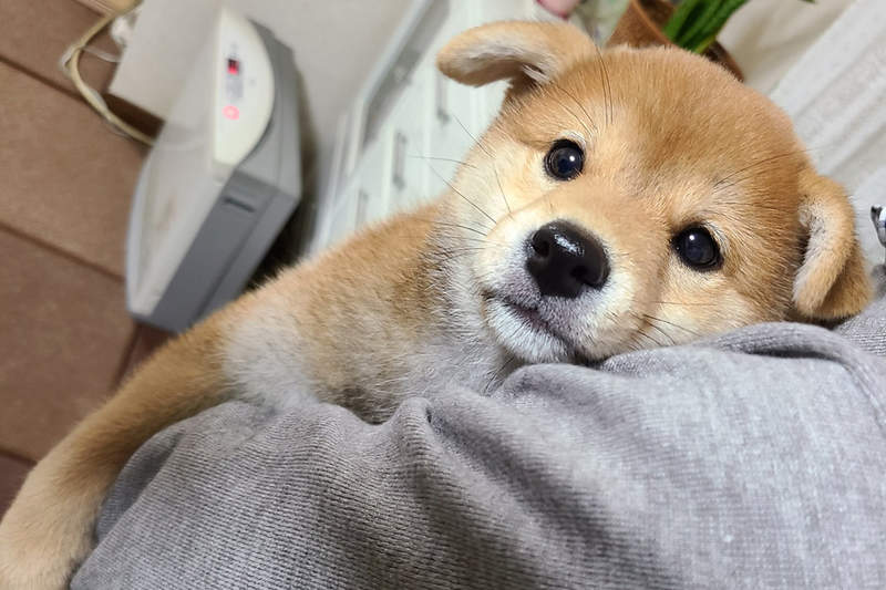 《自從養了柴犬我爸變這樣》短短三天老爸就被完全收服的模樣，原來是不少飼主的共同經歷ww